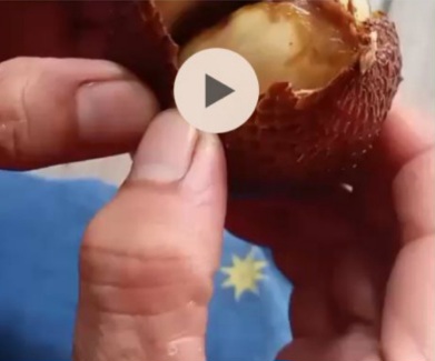 MBG di Nanggung Diduga Terlalu Ngambil Untung, Wali Murid Kecewa