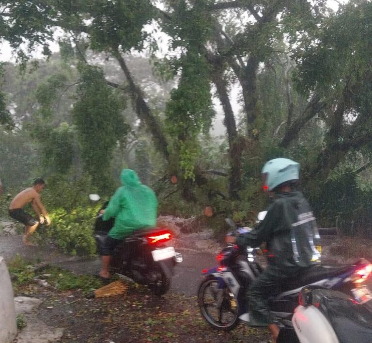 Pohon Beringin Tumbang di Bogor Selatan