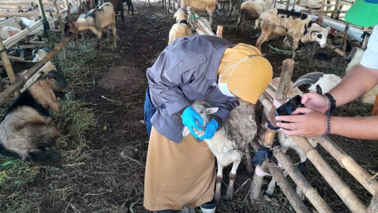 Dinas Perikanan dan Peternakan Kabupaten Bogor Terjunkan 103 Petugas untuk Pemeriksaan Hewan Kurban