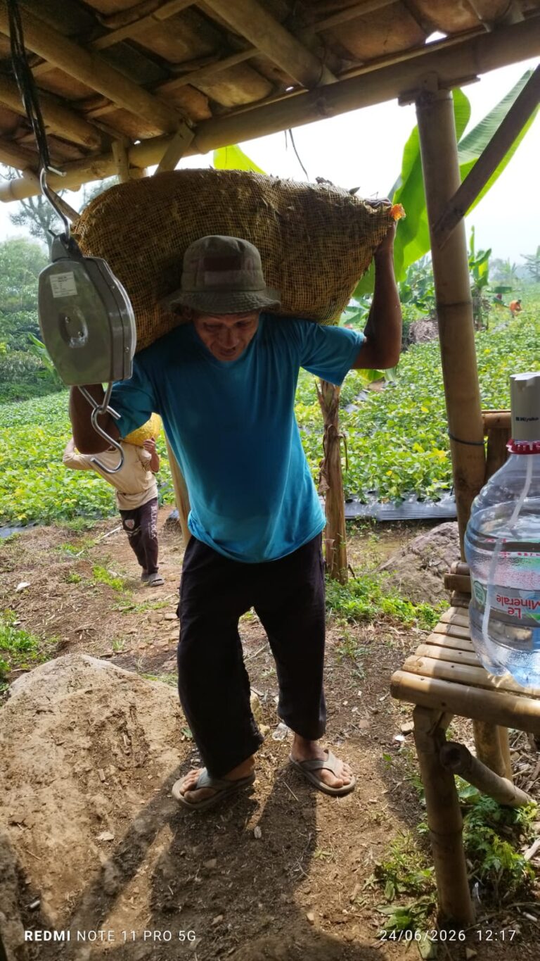 Kacang Edamami jadi Andalan Petani Puncak